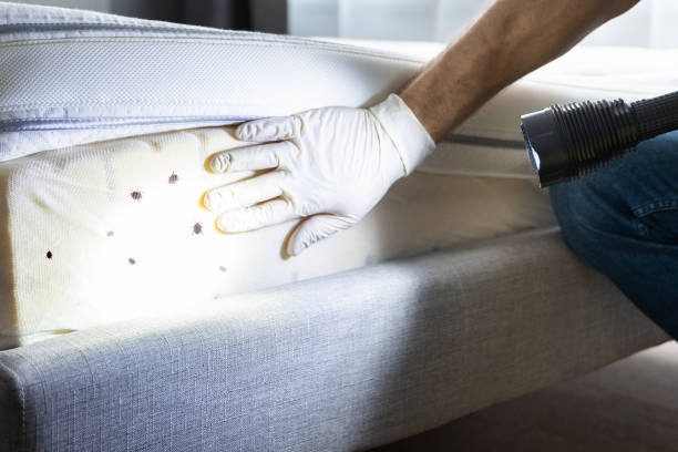 Best Bed Bug Extermination  in Mclouth, KS