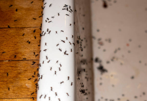 Best Mosquito Control Services  in Mclouth, KS