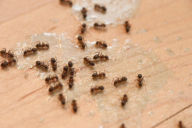 Best Best Pest Control Companies  in Mclouth, KS